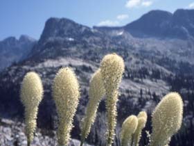 Baergrass